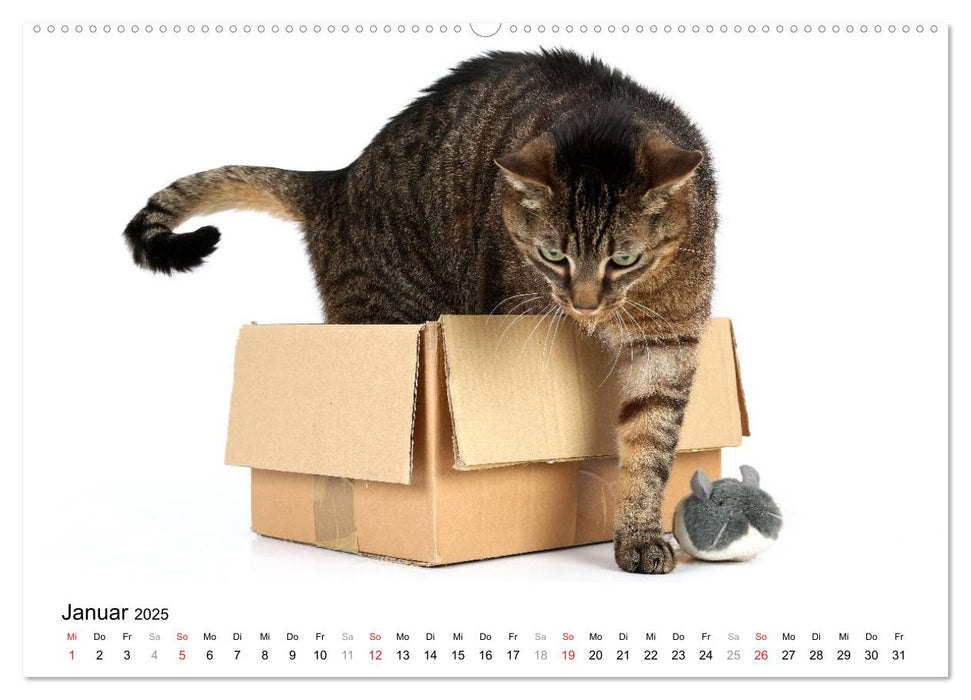 Zwei Schmusekater (CALVENDO Premium Wandkalender 2025)