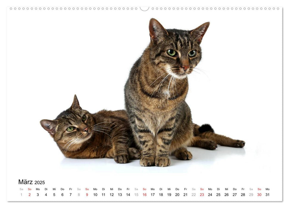 Zwei Schmusekater (CALVENDO Premium Wandkalender 2025)