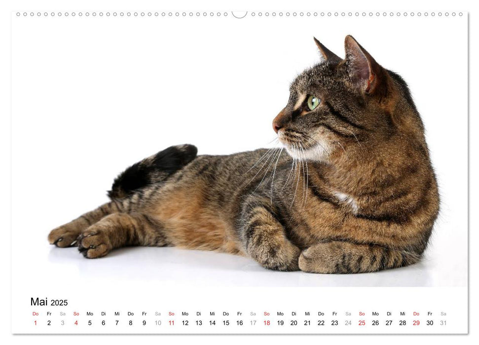 Zwei Schmusekater (CALVENDO Premium Wandkalender 2025)