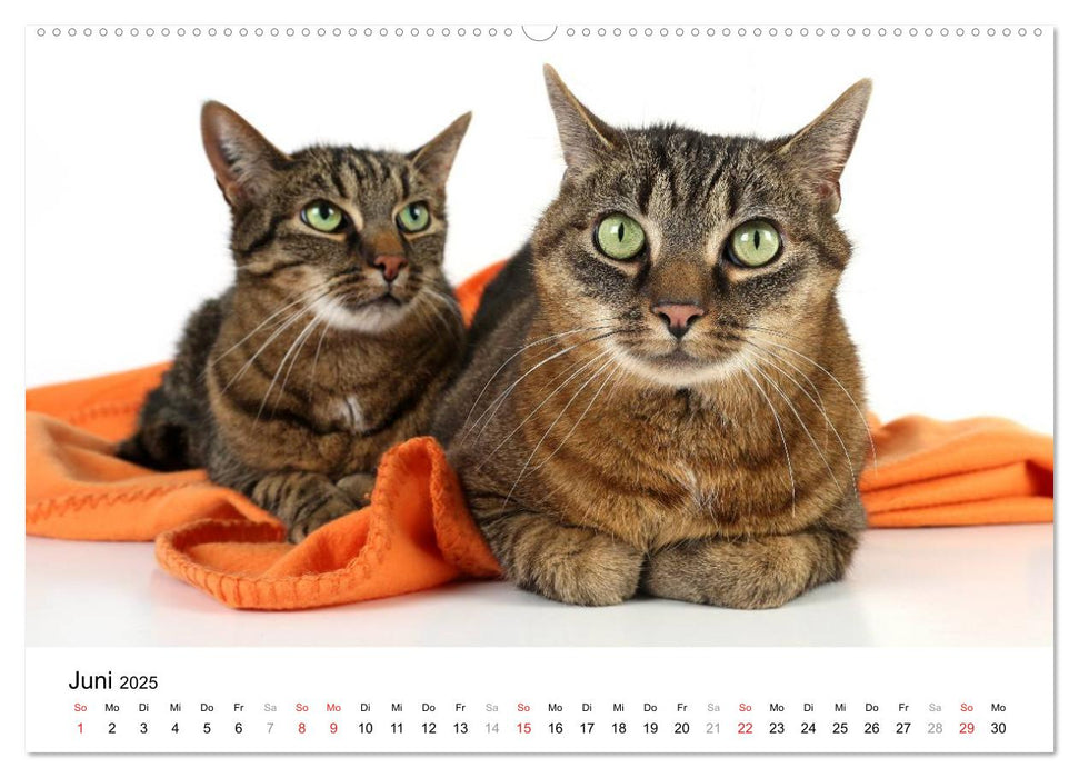 Zwei Schmusekater (CALVENDO Premium Wandkalender 2025)