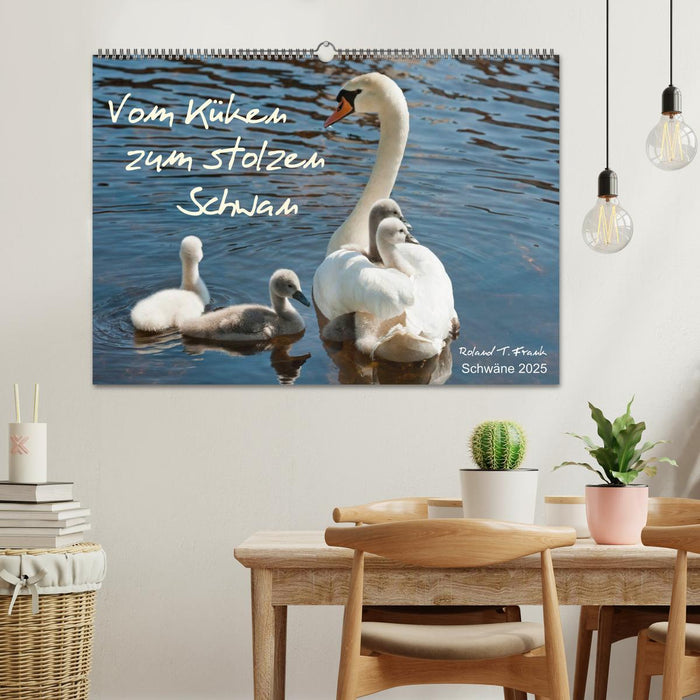 Vom Küken zum stolzen Schwan (CALVENDO Wandkalender 2025)