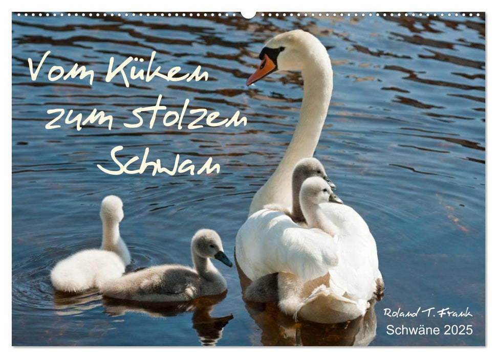 Vom Küken zum stolzen Schwan (CALVENDO Wandkalender 2025)