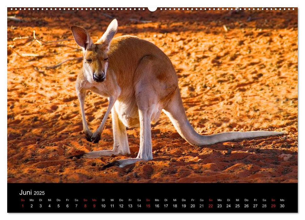 Australien (CALVENDO Wandkalender 2025)