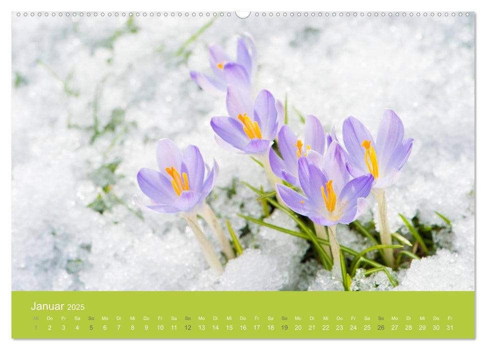 Gartenidylle (CALVENDO Premium Wandkalender 2025)