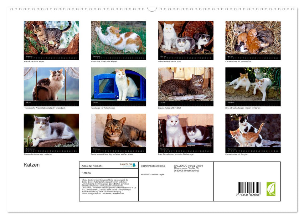 Katzen (CALVENDO Premium Wandkalender 2025)