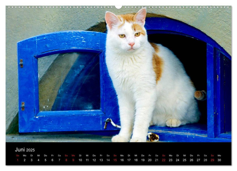 Katzen (CALVENDO Premium Wandkalender 2025)