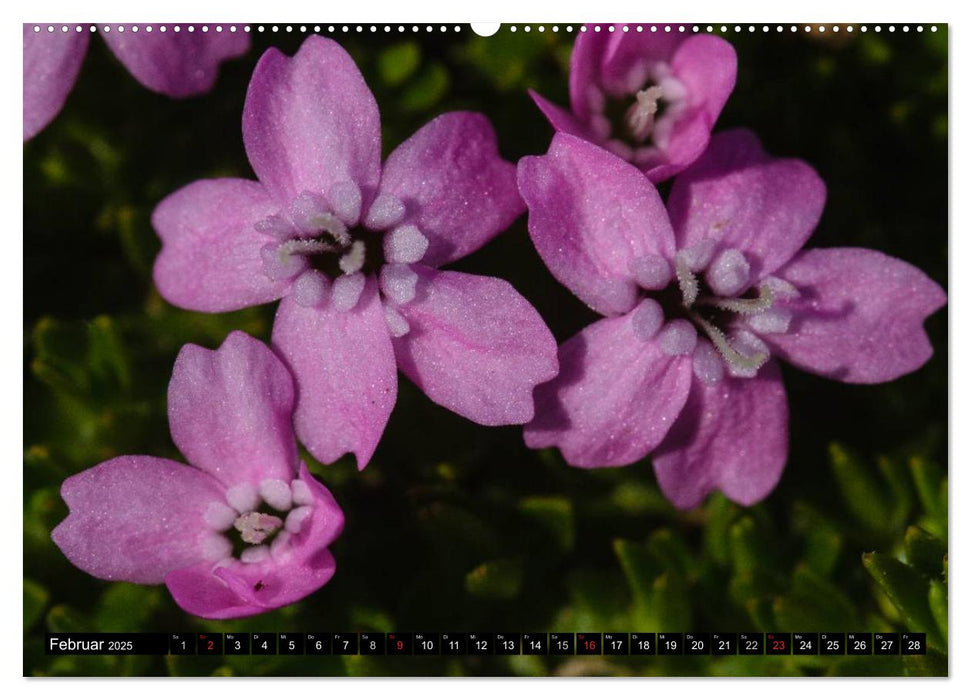 Island: Vögel, Pflanzen, Landschaften (CALVENDO Premium Wandkalender 2025)