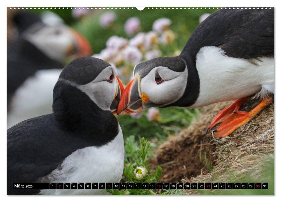 Island: Vögel, Pflanzen, Landschaften (CALVENDO Premium Wandkalender 2025)