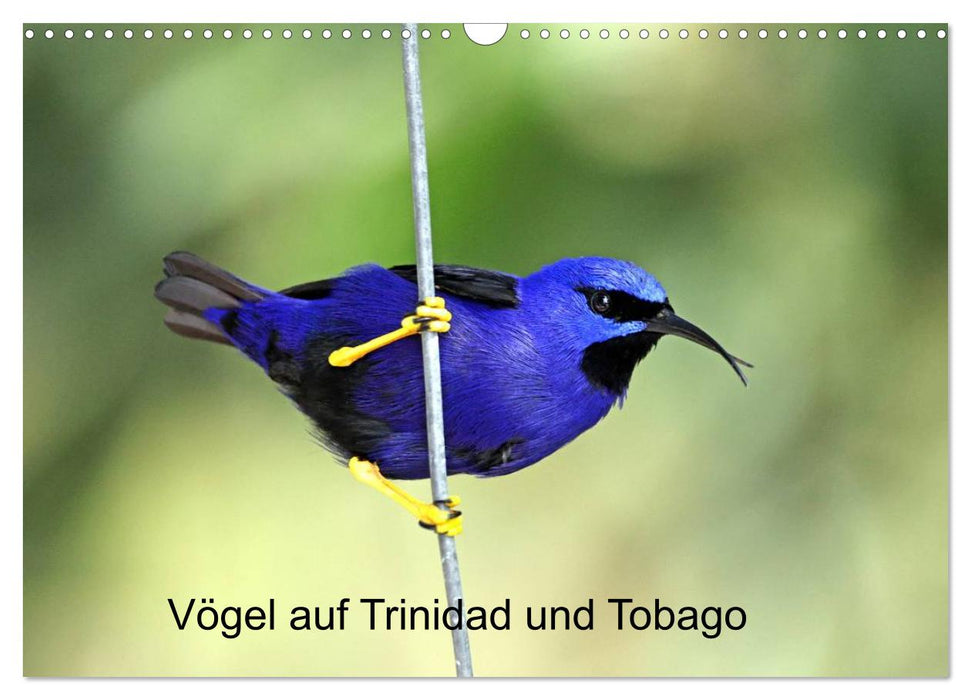 Vögel auf Trinidad und Tobago (CALVENDO Wandkalender 2025)