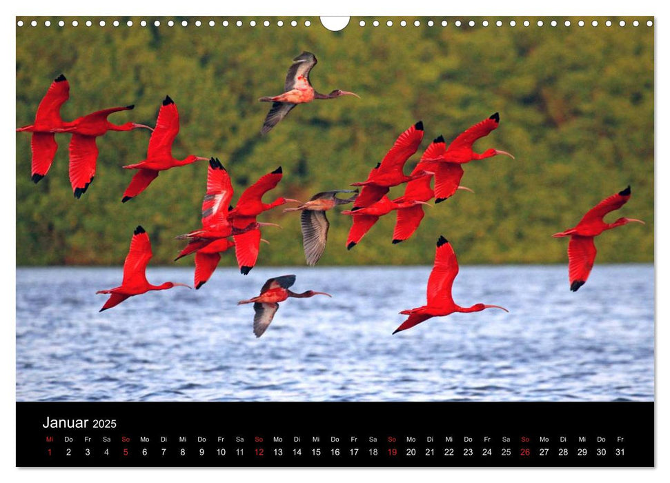 Vögel auf Trinidad und Tobago (CALVENDO Wandkalender 2025)