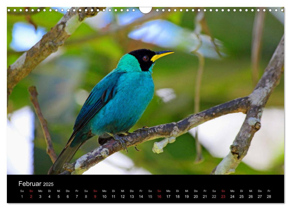 Vögel auf Trinidad und Tobago (CALVENDO Wandkalender 2025)