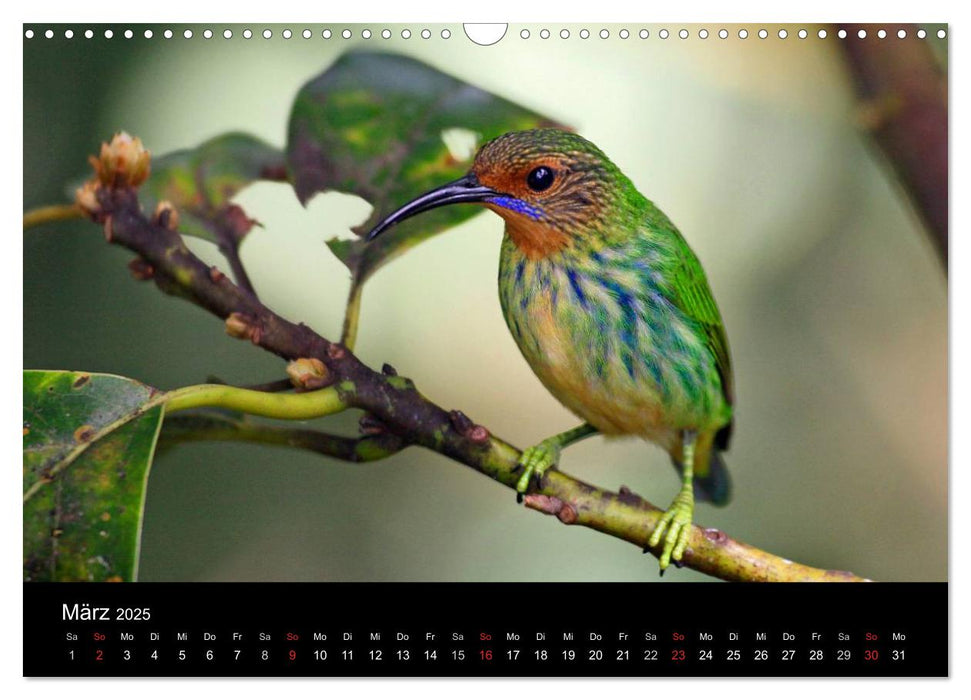 Vögel auf Trinidad und Tobago (CALVENDO Wandkalender 2025)