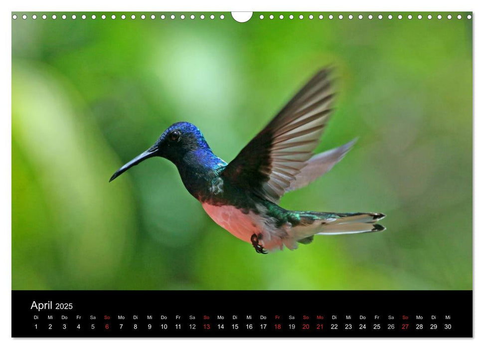 Vögel auf Trinidad und Tobago (CALVENDO Wandkalender 2025)