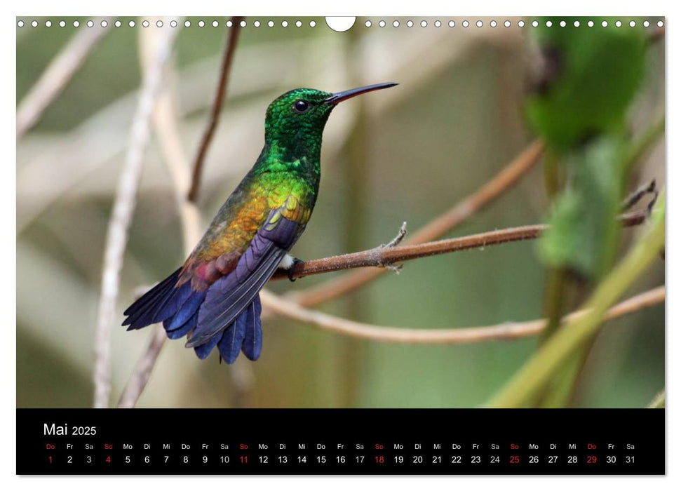 Vögel auf Trinidad und Tobago (CALVENDO Wandkalender 2025)