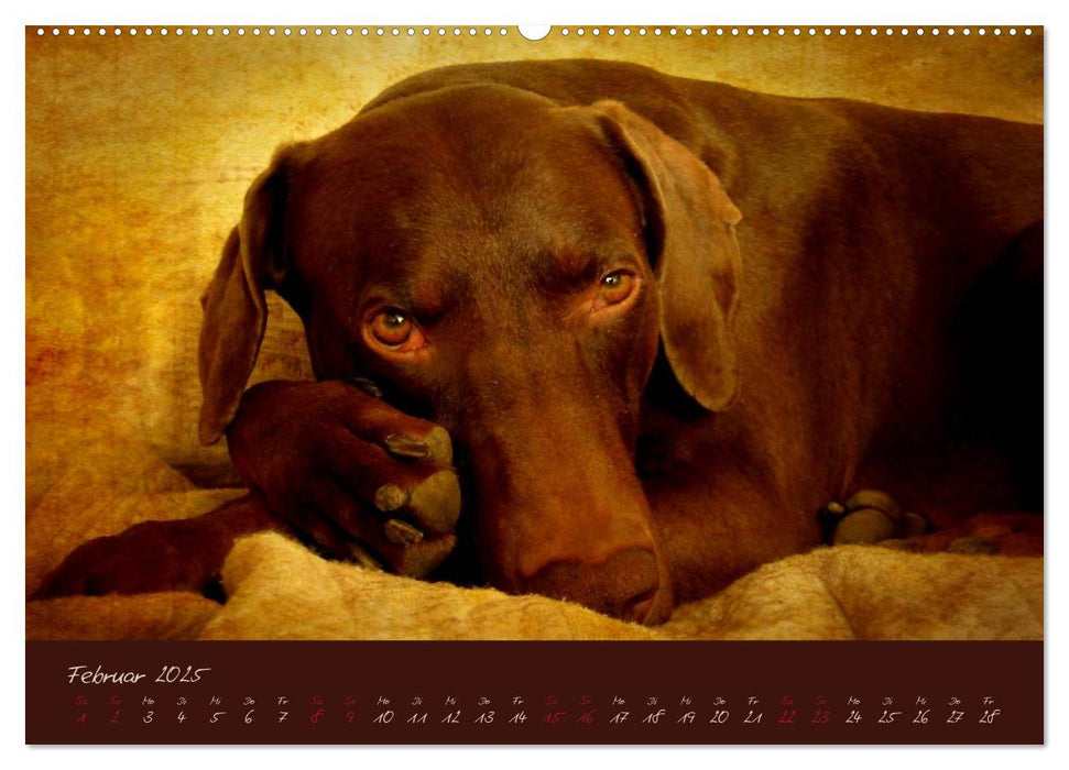 Attila, Der Hundekönig (CALVENDO Premium Wandkalender 2025)