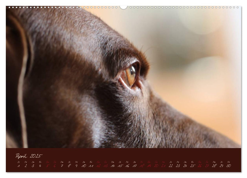 Attila, Der Hundekönig (CALVENDO Premium Wandkalender 2025)