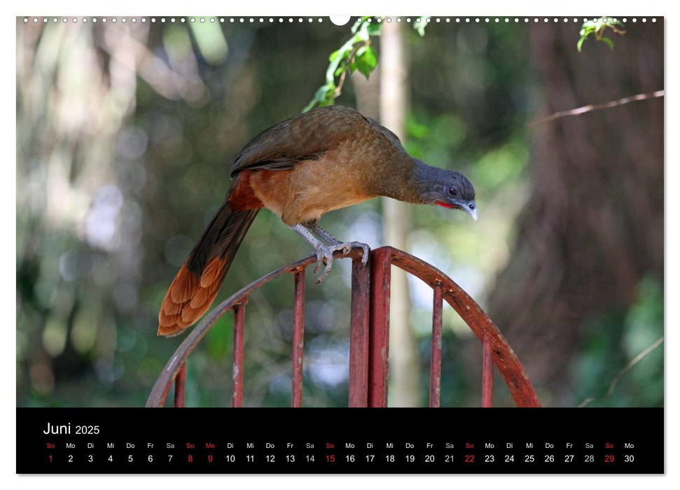 Trinidad & Tobago (CALVENDO Wandkalender 2025)