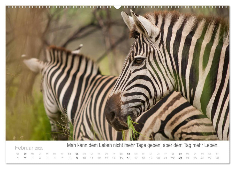 Tierische Glücksmomente mit Weisheiten (CALVENDO Premium Wandkalender 2025)