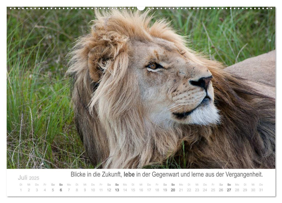 Tierische Glücksmomente mit Weisheiten (CALVENDO Premium Wandkalender 2025)