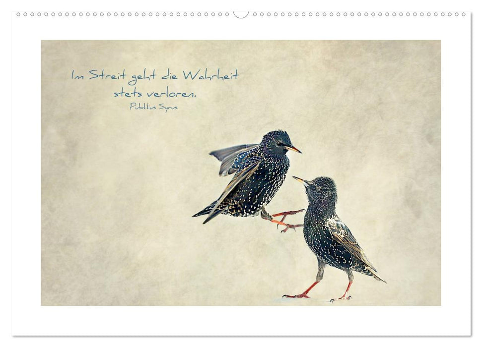 Stare und Weisheiten (CALVENDO Premium Wandkalender 2025)