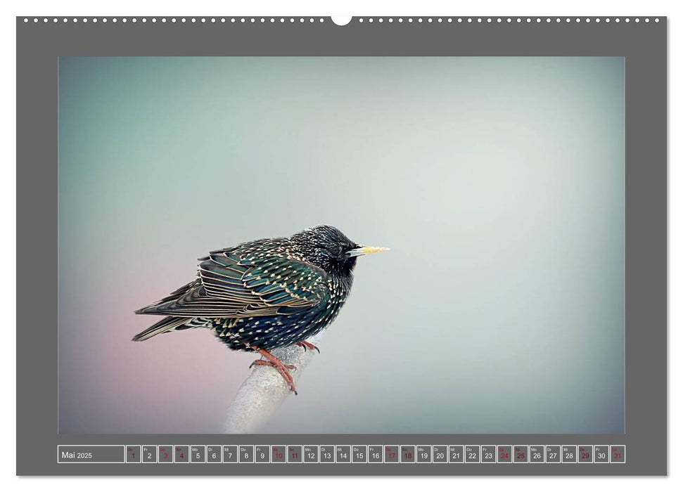 Beflügelt durch das Jahr (CALVENDO Premium Wandkalender 2025)