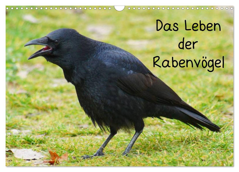 Das Leben der Rabenvögel (CALVENDO Wandkalender 2025)