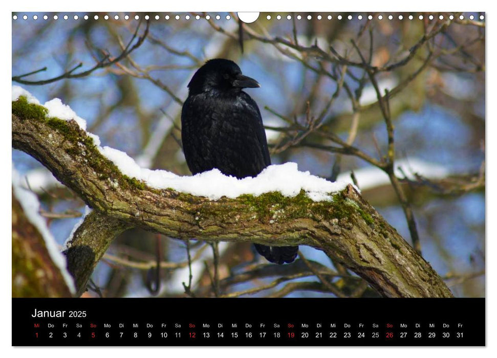 Das Leben der Rabenvögel (CALVENDO Wandkalender 2025)