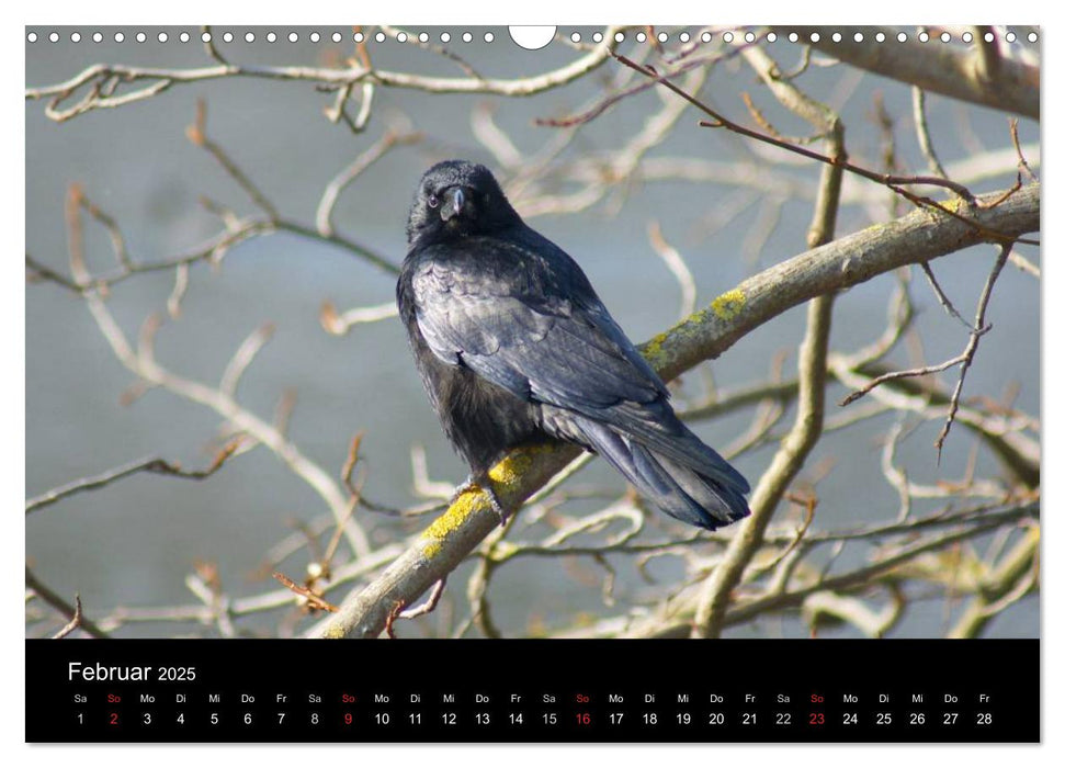 Das Leben der Rabenvögel (CALVENDO Wandkalender 2025)