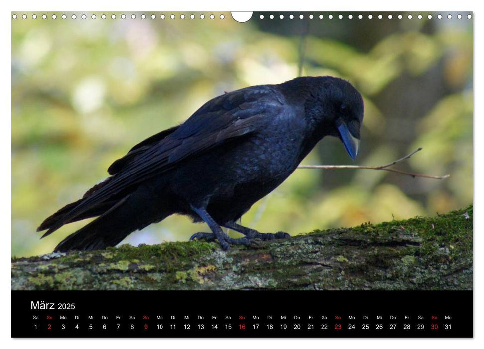 Das Leben der Rabenvögel (CALVENDO Wandkalender 2025)