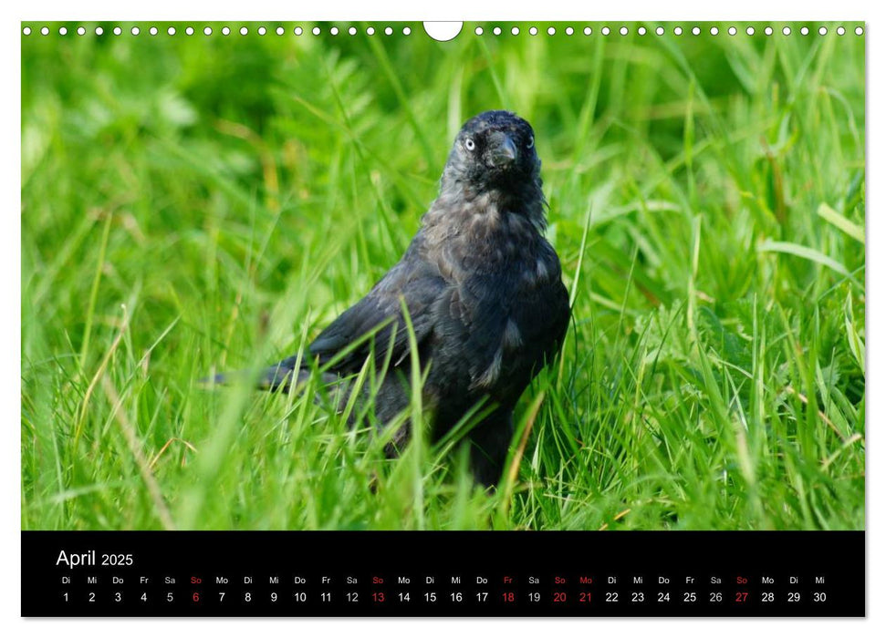 Das Leben der Rabenvögel (CALVENDO Wandkalender 2025)