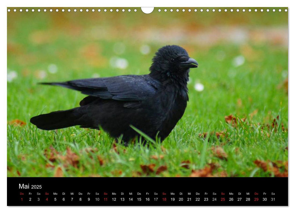 Das Leben der Rabenvögel (CALVENDO Wandkalender 2025)