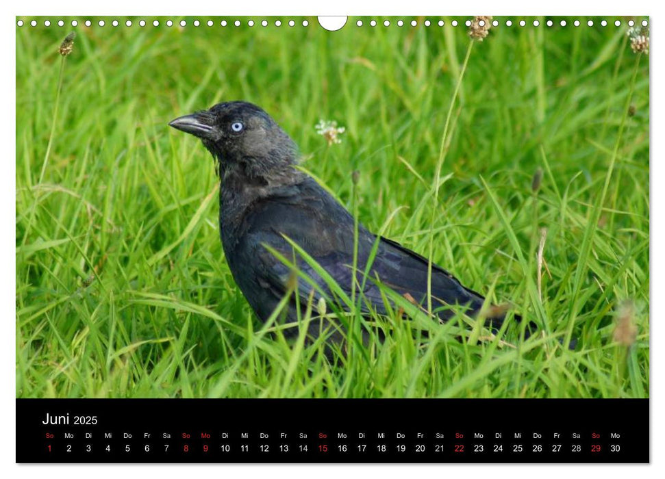 Das Leben der Rabenvögel (CALVENDO Wandkalender 2025)