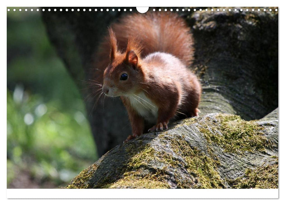 Eichhörnchen (CALVENDO Wandkalender 2025)