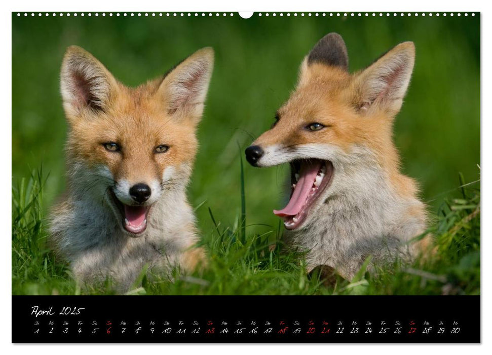 Rotfuchs - Impressionen (CALVENDO Premium Wandkalender 2025)