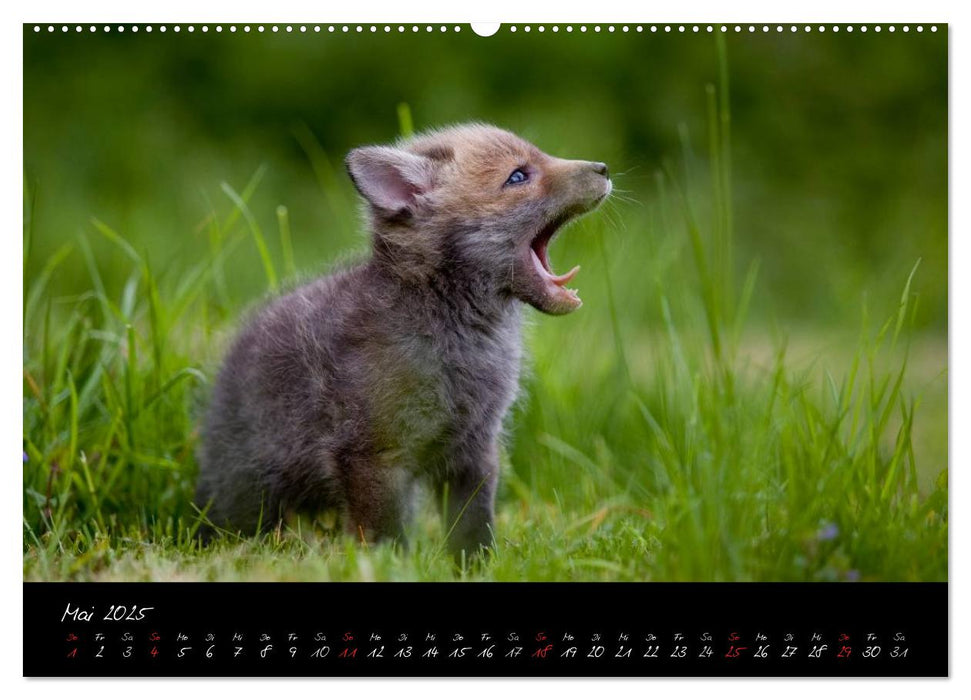 Rotfuchs - Impressionen (CALVENDO Premium Wandkalender 2025)