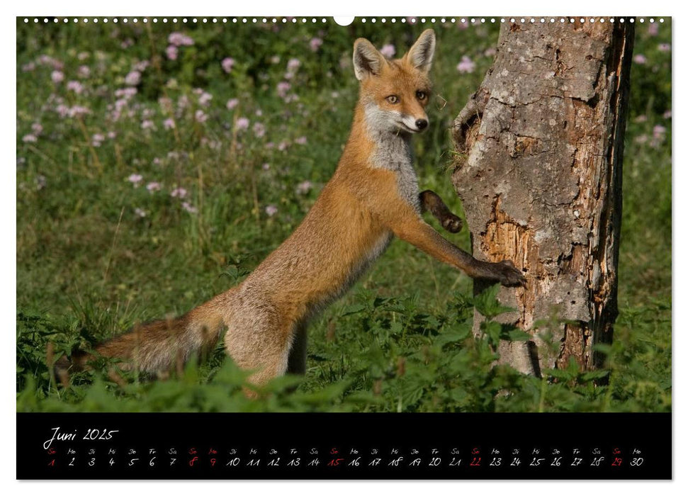 Rotfuchs - Impressionen (CALVENDO Premium Wandkalender 2025)