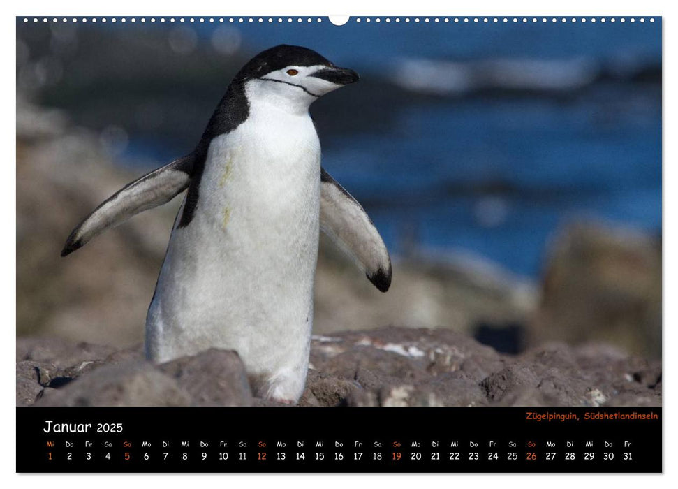 Pinguine aus aller Welt (CALVENDO Wandkalender 2025)