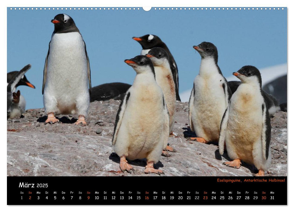 Pinguine aus aller Welt (CALVENDO Wandkalender 2025)