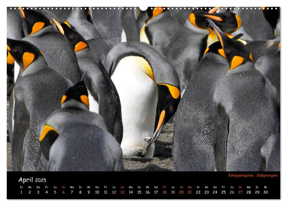 Pinguine aus aller Welt (CALVENDO Wandkalender 2025)