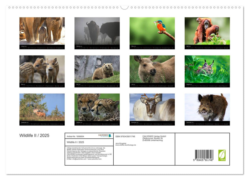 Wildlife II / 2025 (CALVENDO Premium Wandkalender 2025)