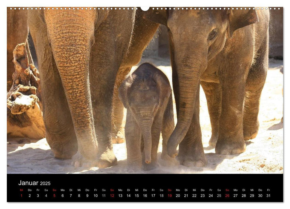 Wildlife II / 2025 (CALVENDO Premium Wandkalender 2025)