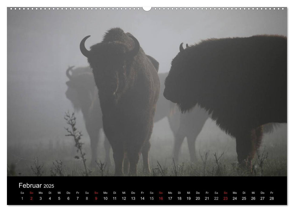 Wildlife II / 2025 (CALVENDO Premium Wandkalender 2025)