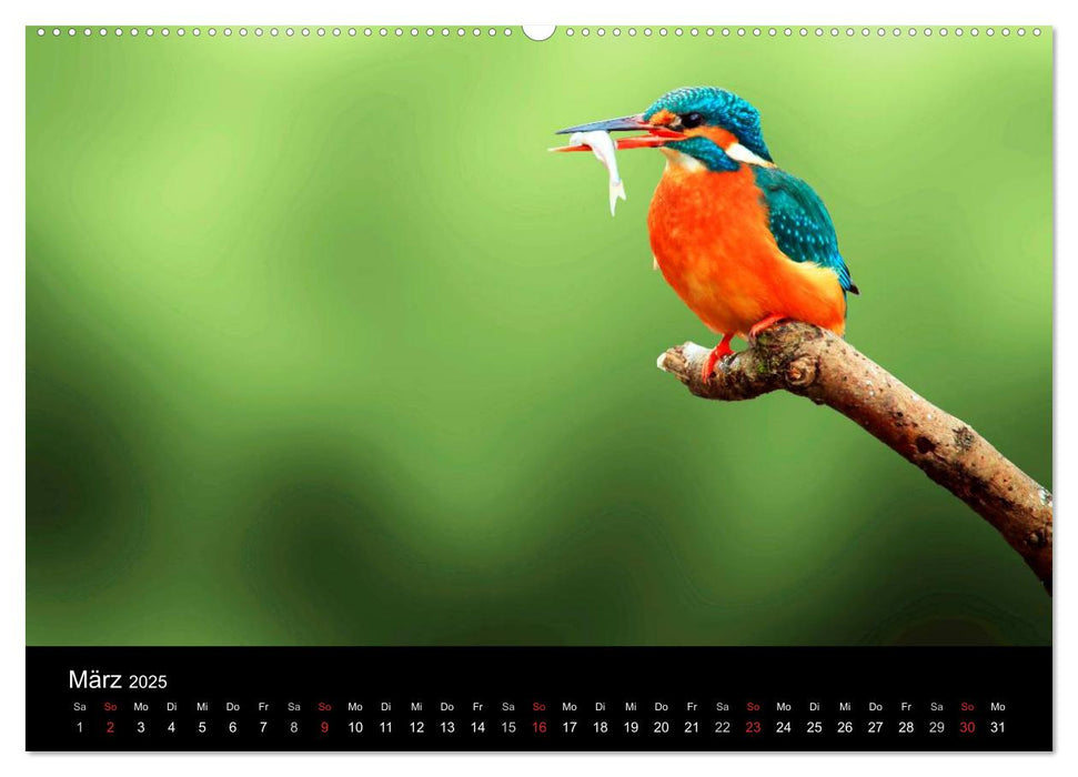 Wildlife II / 2025 (CALVENDO Premium Wandkalender 2025)