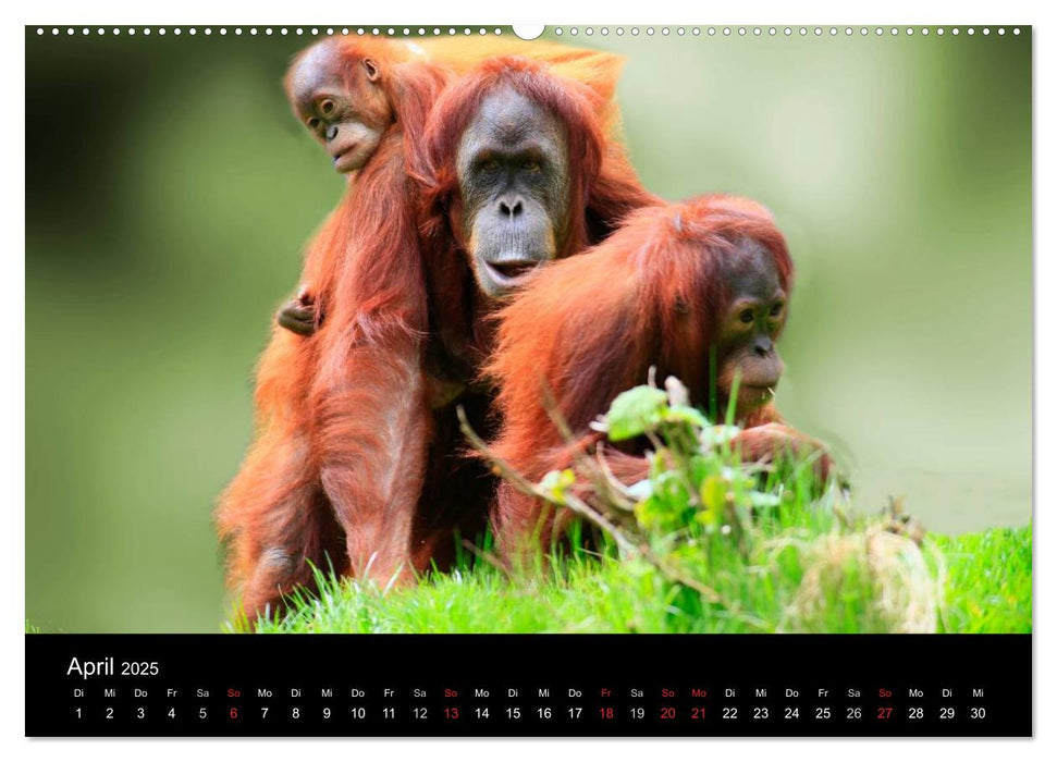 Wildlife II / 2025 (CALVENDO Premium Wandkalender 2025)