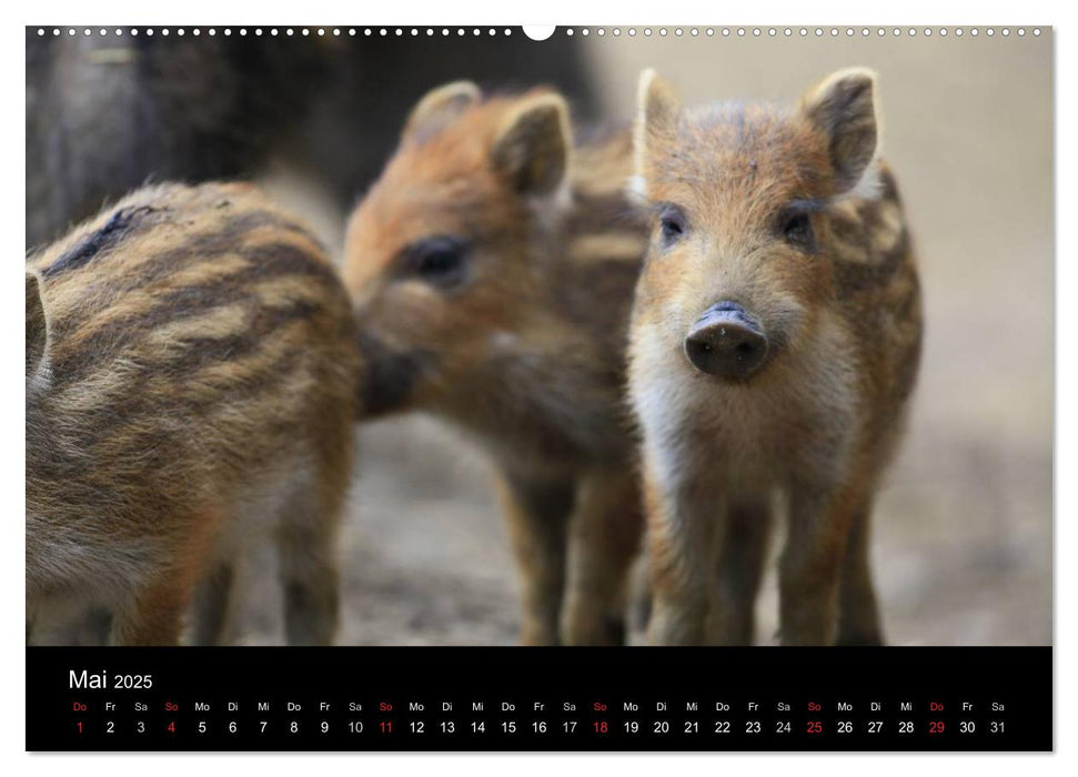 Wildlife II / 2025 (CALVENDO Premium Wandkalender 2025)