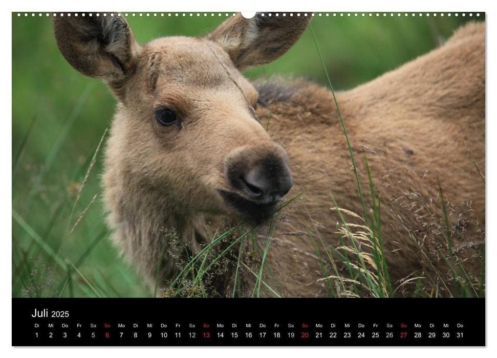 Wildlife II / 2025 (CALVENDO Premium Wandkalender 2025)