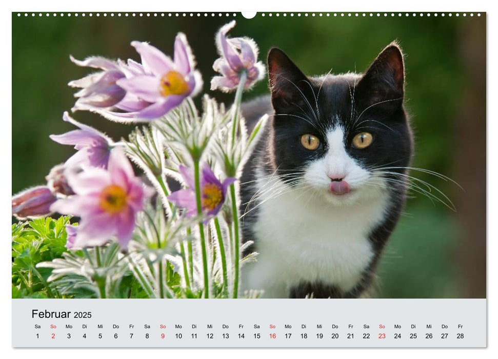 Katzen im Garten (CALVENDO Wandkalender 2025)