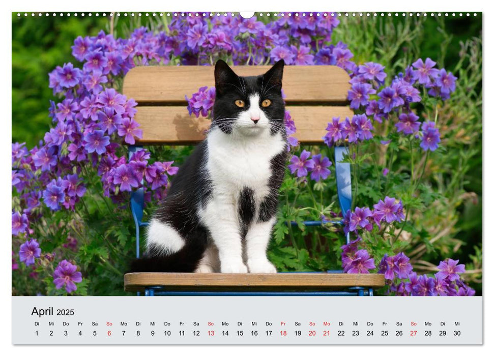 Katzen im Garten (CALVENDO Wandkalender 2025)