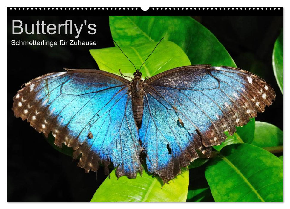 Butterfly's - Schmetterlinge für Zuhause (CALVENDO Wandkalender 2025)