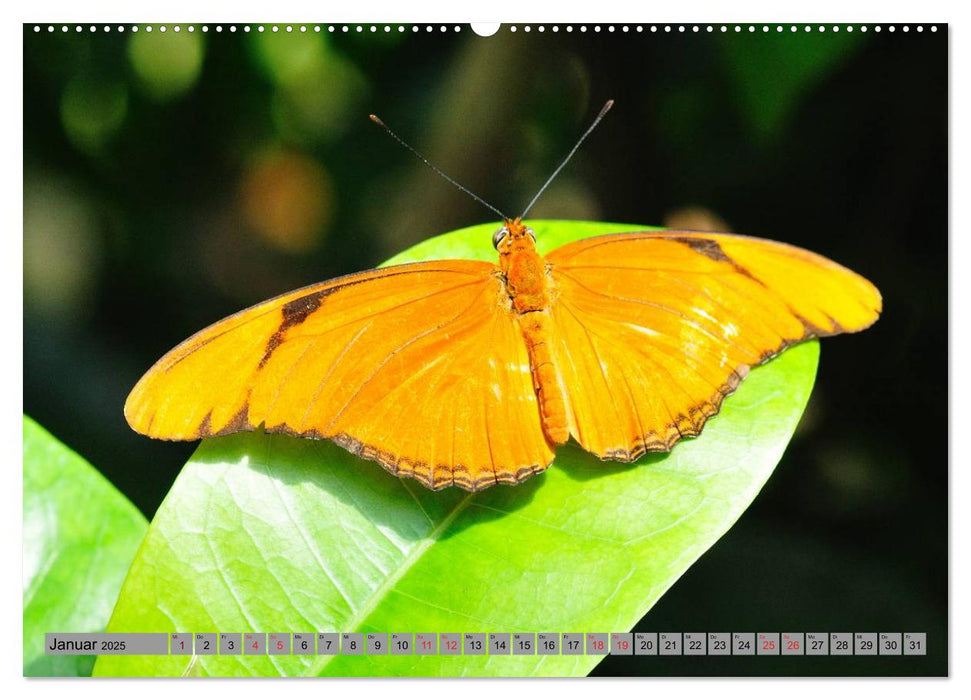 Butterfly's - Schmetterlinge für Zuhause (CALVENDO Wandkalender 2025)